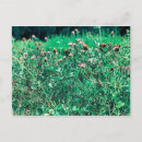 Recherche de chardons cartes postales Fleurs