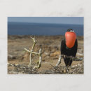 Recherche de l equateur cartes postales Faune