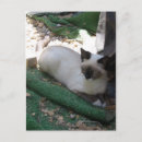 Search for snowshoes postcards Cute