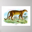 Search for vintage animal illustration posters Africa