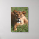 Search for kenya canvas prints Looking at camera