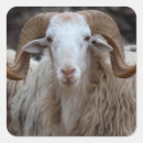 Search for rams stickers Sheep