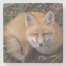 Search for vulpes Global warming