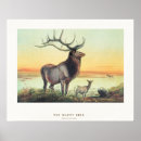 Search for wapiti posters Deer