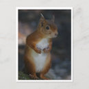 Recherche de squirrel cartes postales Nature