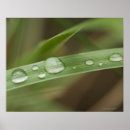 Search for 4 leaf posters Nature