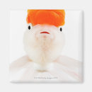Recherche de poisson rouge magnets Animal