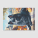 Recherche de schipperke Chiot