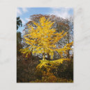 Recherche de le ginkgo biloba cartes postales Arbre