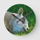 Search for sheep clocks Funny