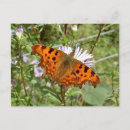 Search for comma postcards Butterfly