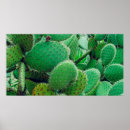 Search for spine posters Cactus