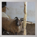 Search for square sheep posters Animals