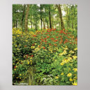 Search for mountain daisy posters Nature