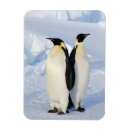 Search for antarctica magnets Penguin