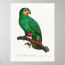 Recherche de amazonie posters Oiseau