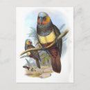 Recherche de oiseaux noirs cartes postales Tropical