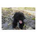 Search for puppy posters Pets