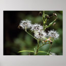 Recherche de dandelion posters Fleur