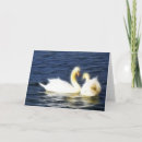 Search for swan valentines day cards Heart