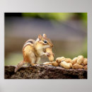 Search for chipmunks posters Nature