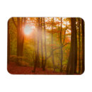 Search for beech magnets Europe