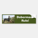 Recherche de dobermann voiture autocollants Pinscher de dobermann