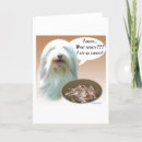 Search for bearded collie cards Breed
