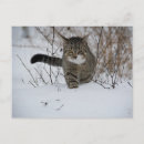 Recherche de maquereaux cartes postales Animal