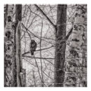 Recherche de rousse posters Faucon