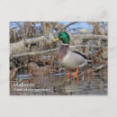 Search for anas postcards Wildlife