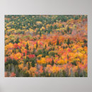 Search for autumn foliage posters Fall