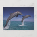 Search for bottlenose postcards Marine life