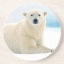Search for boar coasters Animal