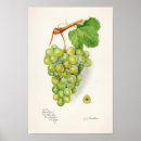 Search for vintage grape vine posters Grapes