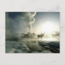 Search for elk in snow postcards Wyoming