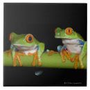 Search for tree frog tiles Amphibian