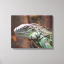 Search for lizard canvas prints Iguana