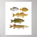 Search for gamefish Fishing