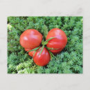 Search for cute tomato postcards Funny