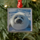 Search for baby seal ornaments Cute