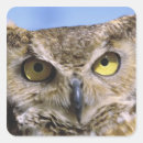 Search for great horned owls stickers Wildlife