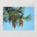Recherche de cônes de pin cartes postales Sapin