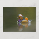 Search for wild duck postcards Swimming