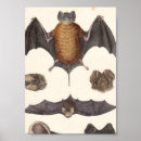 Search for nocturnal Illustration