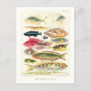 Search for great barrier reef postcards Illustration