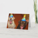 Search for chocolate lab cards Labs