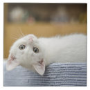 Recherche de chatons carreaux Animal