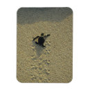 Search for sea green magnets Wildlife
