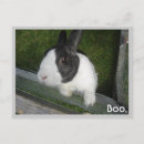 Recherche de lapin noir cartes postales Blanc